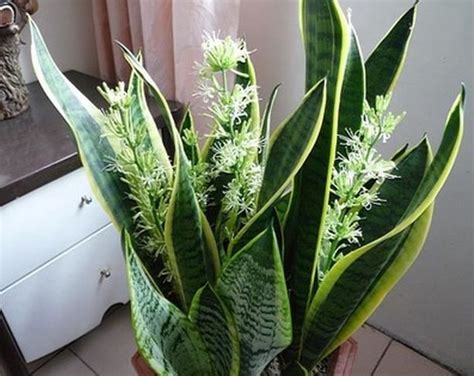 虎尾蘭 氧氣 蘆薈開花代表什麼意思